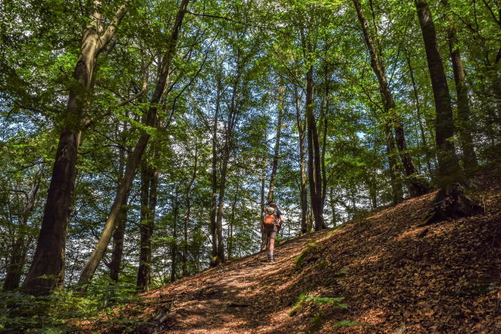 mountain trail hikers forest