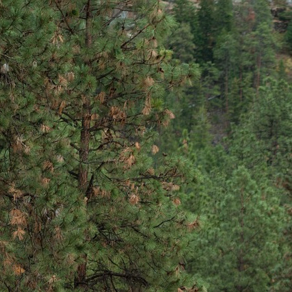 mountain trail hikers forest
